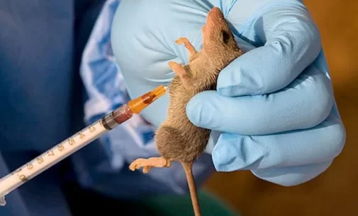 KOGI GOVERNMENT CONFIRMS THREE CASES OF LASSA FEVER IN THE STATE